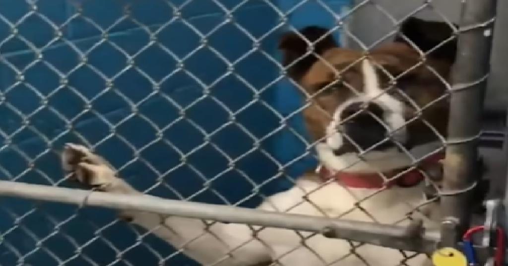 Dog Spends 500 Days In Shelter Before Finally Going Home With Her New Dad