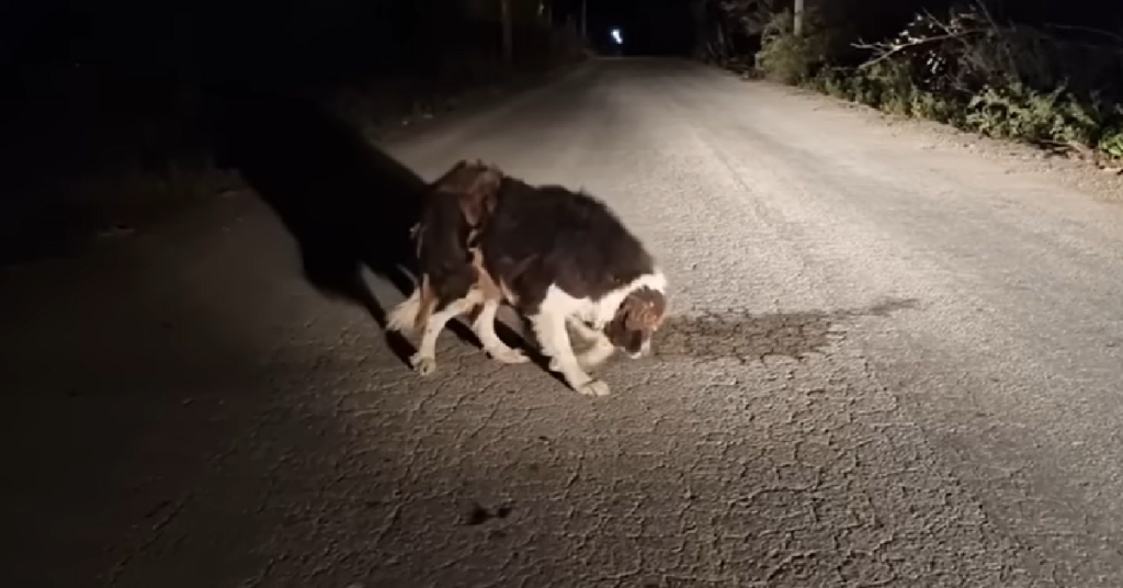 Abandoned Elderly Dog On The Streets Finally Gets The Help He Needs