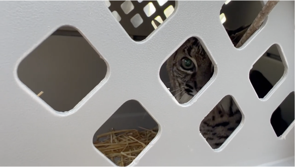 Bobcat Rescued in Southern California Released Back into the Wild After Receiving Treatment