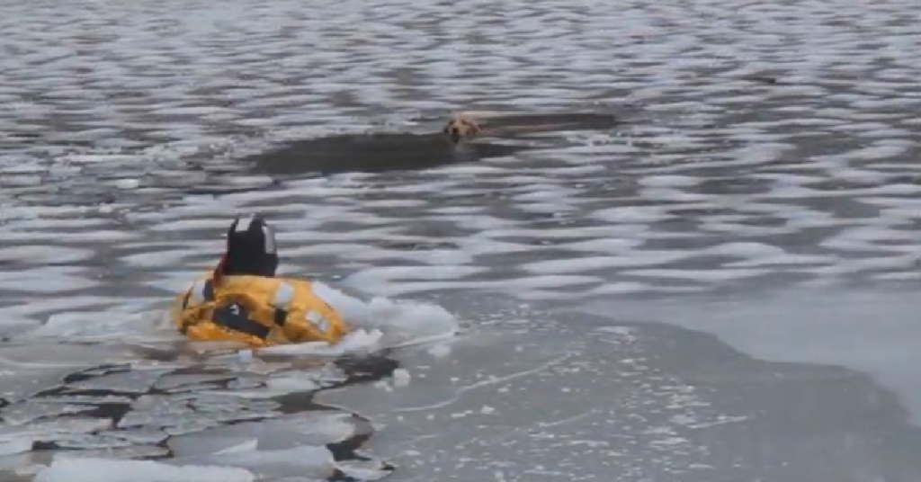 Firefighters Rescue Golden Retriever From An Icy Death