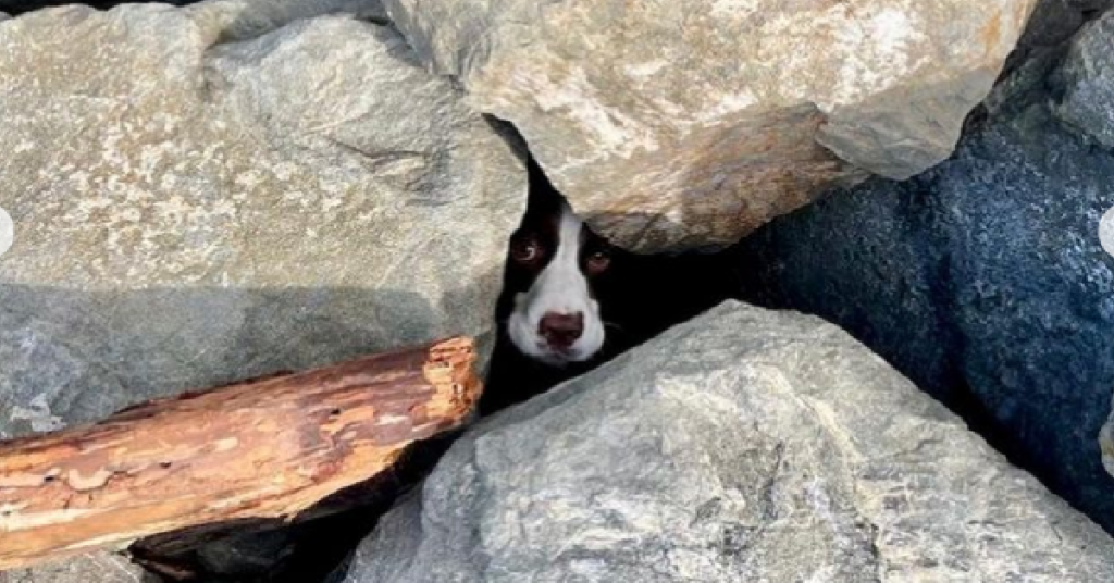 Jogger Saves Puppy Trapped In Ocean Rocks With Tide Coming In