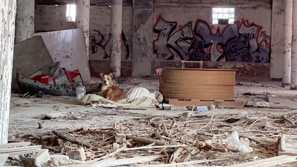 Dog Curled Up On Blanket In Abandoned Building Is So Grateful Someone Found Her