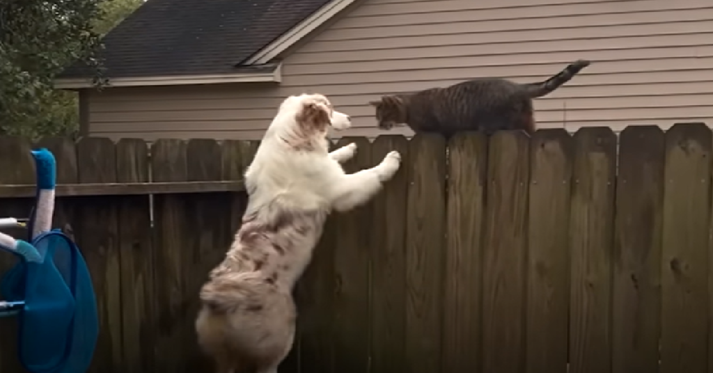 Stray Cat Follows Dog Home And The They Become Instant BFFs