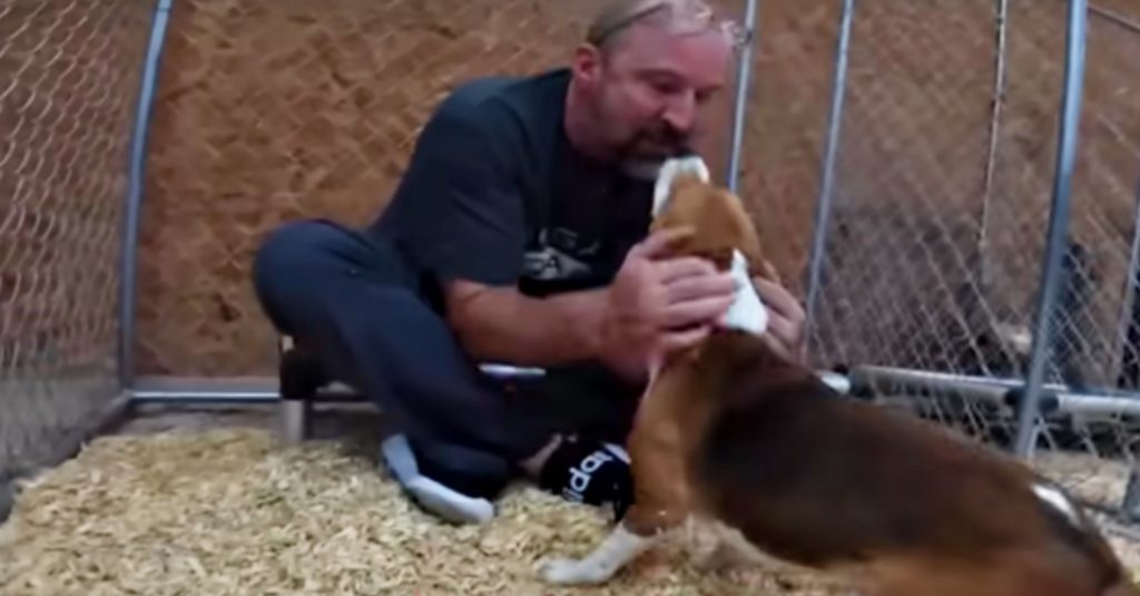 Lab Beagle Jumps Into Man’s Arms To Thank Him For His New Life