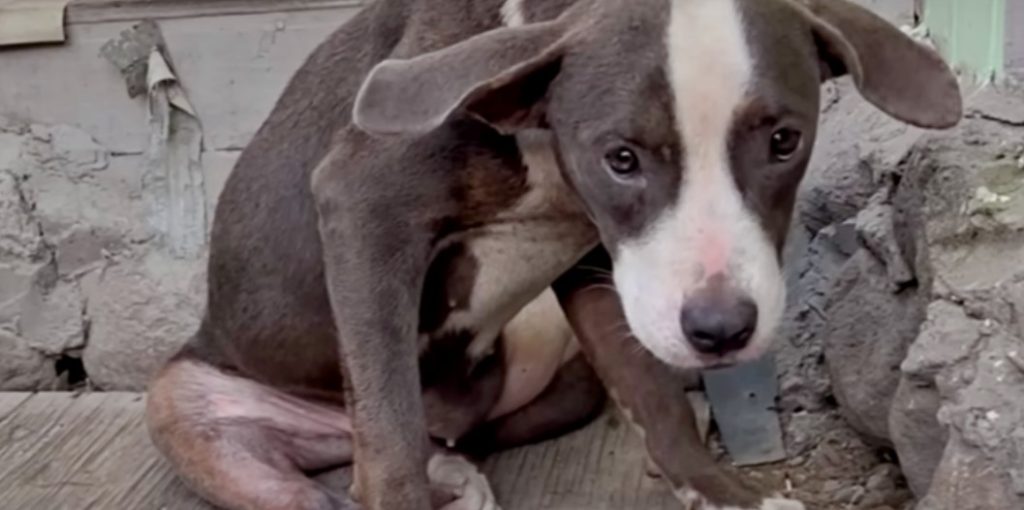 Stray Stuck In Rubble Finds Warmth And Comfort In His Embrace