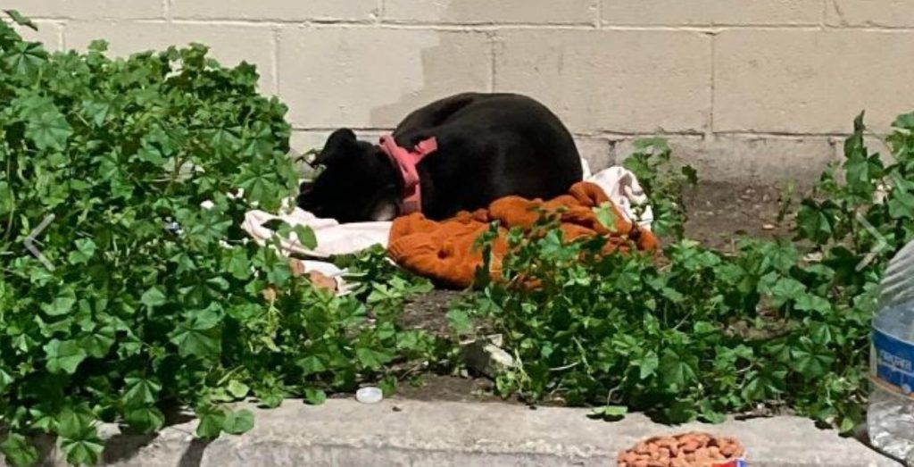 Defeated Dog Left Outside With All Her Belongings Waits For Family To Return