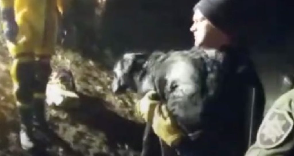Emergency Crews Rush To Save A Struggling Dog That Fell Through Thinning Ice