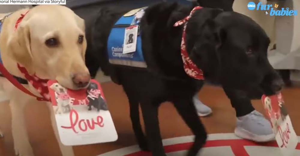 Hearts are Happy at a Children’s Hospital After Receiving Valentine’s Day Cards from Sweet Labradors