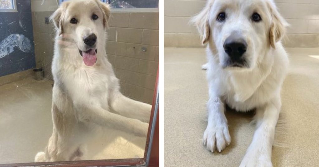 Dog Finally Goes Home After Being Returned To The Shelter 14 Times
