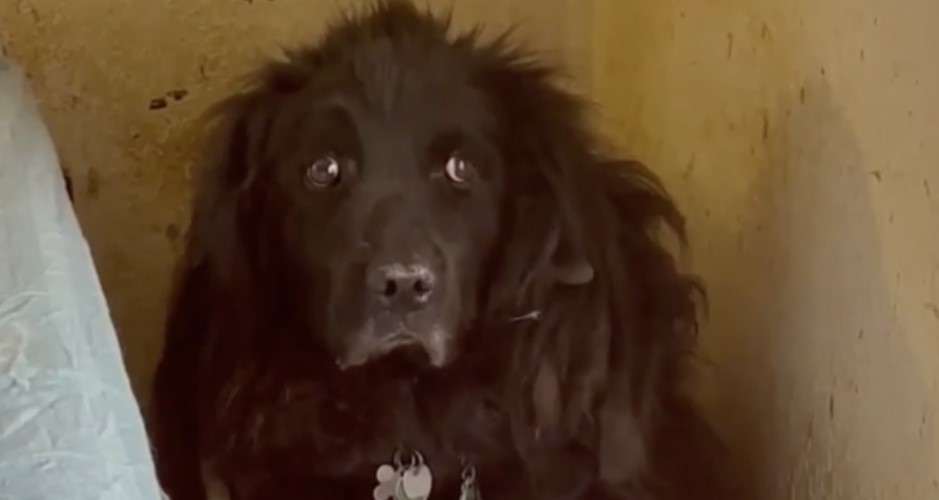 Dog Hid In Corner For 6 Years Until Someone Showed Her Love