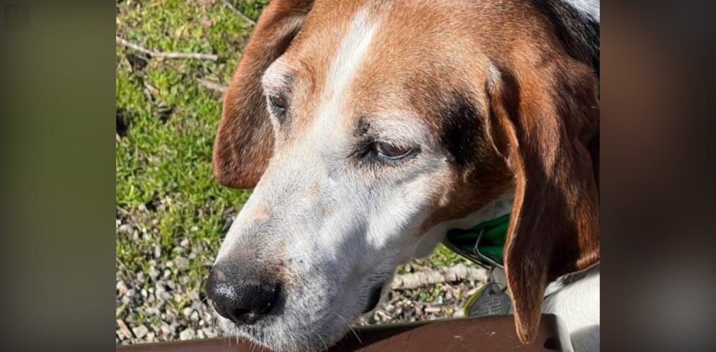 Hound dog finds his forever home after 7 years at animal shelter