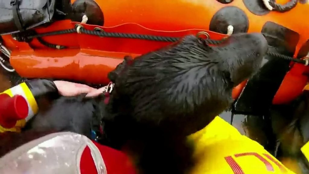 A Labrador retriever was rescued after being swept away by the sea while playing fetch with a ball