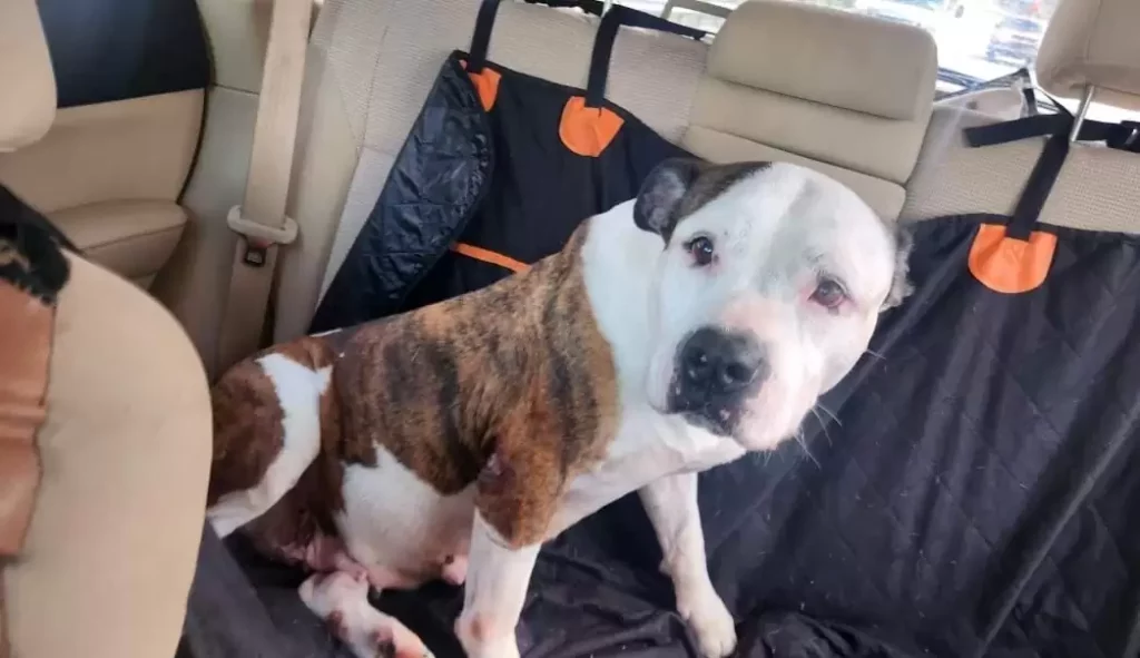 Heartbroken Shelter Dog Is Near Tears While Waiting For A Forever Home