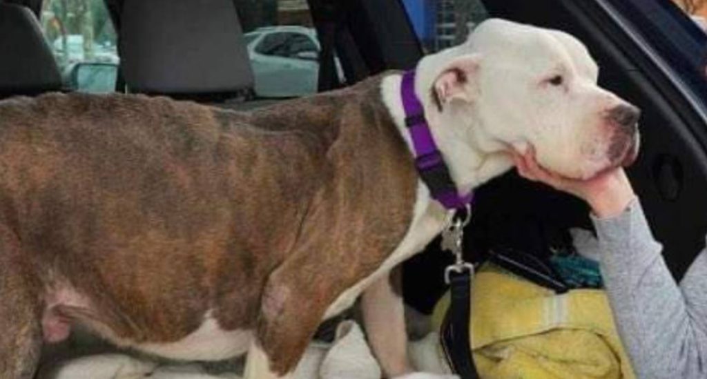 Senior Dog Abandoned at Shelter Lives Out Last Days with a Bucket List