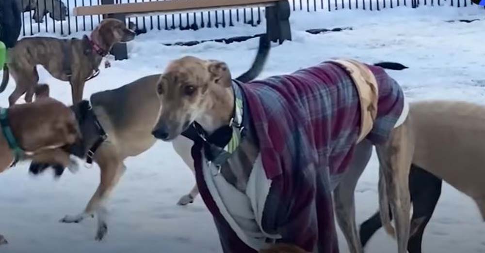 This Greyhound Was Anxious for Days, But His New Family Never Gave Up on Making Him Smile