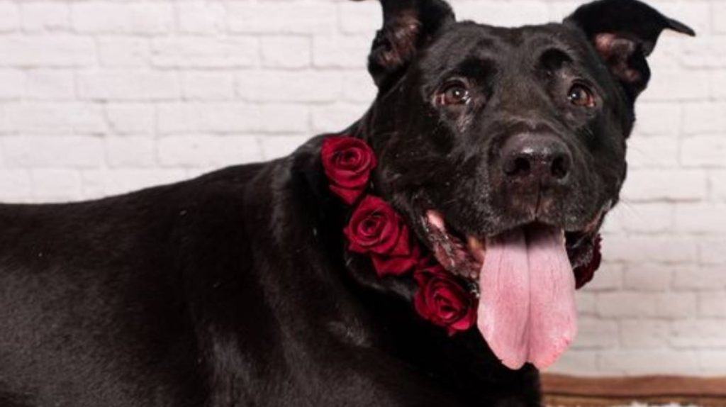Sweet ‘Couch Potato’ Lab Mix Still Waiting for Forever Home After Two Years with Rescue