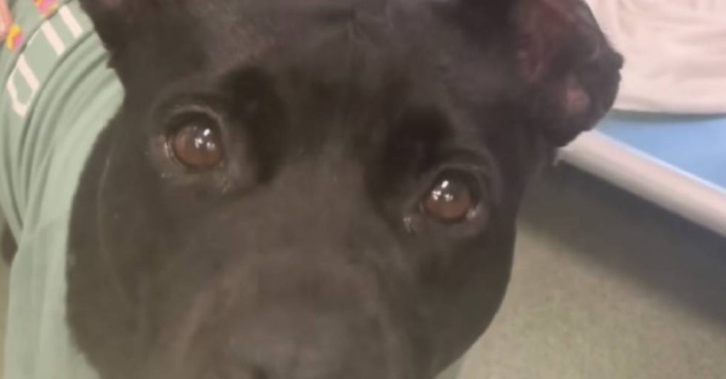 Shelter Dog Marie Hopes It Will Be Her Turn For A “Freedom Ride” Soon