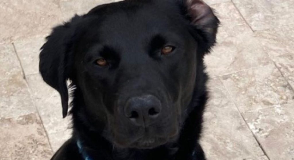 Meet Johnny, the young Labrador retriever available for adoption that you’ve been searching for!