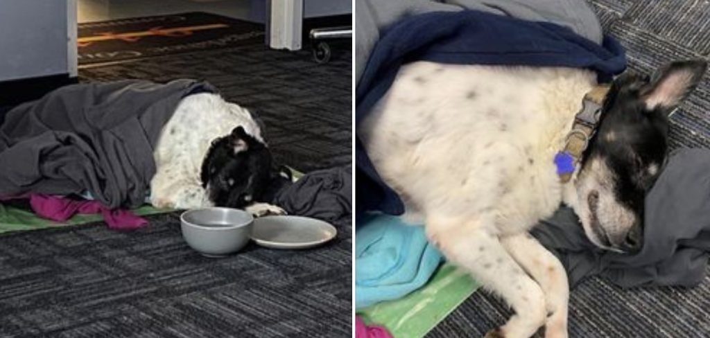 Maine Sheriff’s Office Saves Senior Dog Nearly Frozen To Death And Reunites Her With Owner