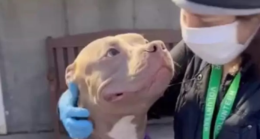 Homeless Pittie Smiles At Everyone He Meets Hoping They’ll Adopt Him