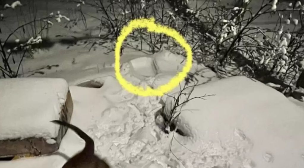 Dog Notices Unfamiliar Scent And Discovers Someone Fluffy Trapped Under Snow