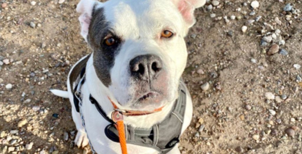 A Sweet, Chunky Moo Cow Named Spot Would Like You to Consider Adopting Him to Share Fun and Adventures With