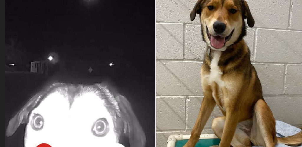 Missing Dog Finds Her Way Back To The Shelter And Rings The Doorbell