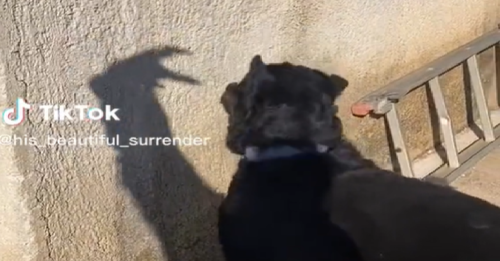 Persistent Rottweiler Attempts to Catch His Owner’s “Scary” Shadow