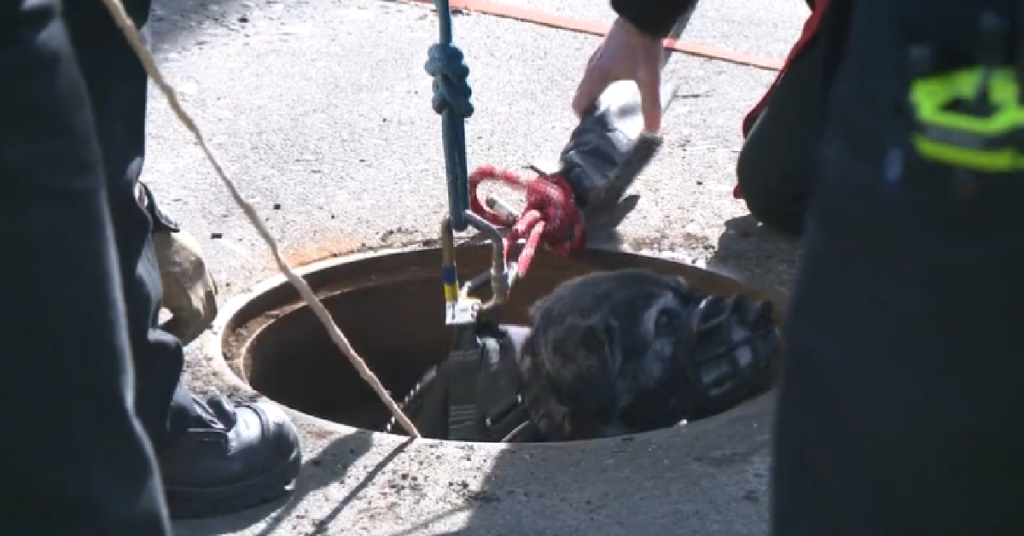 Senior Dog Falls 23 Feet Into A Utility Manhole And Lives Thanks To Rescuers