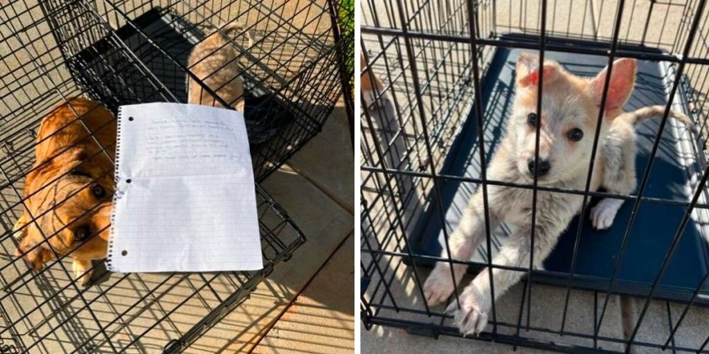 Animal Shelter Finds 2 Puppies Left Outside With A Heartbreaking Note