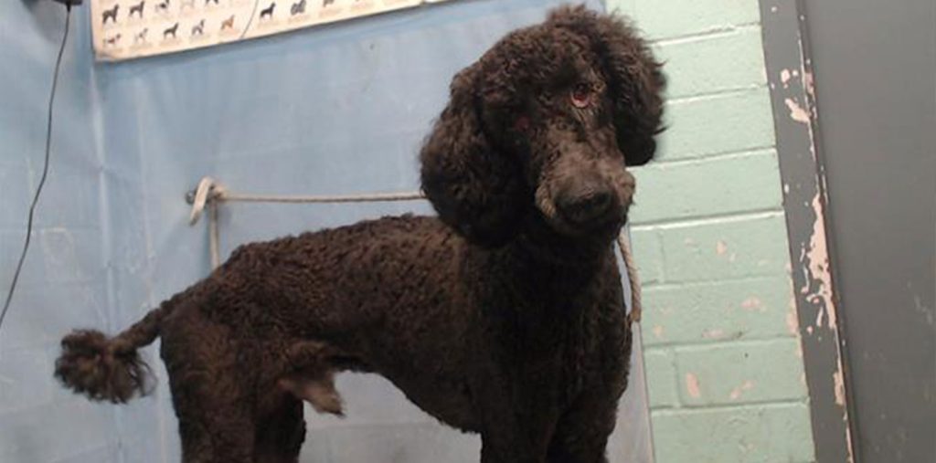 Adorable Two-Year-Old Poodle Seeks Forever Home After Surrender