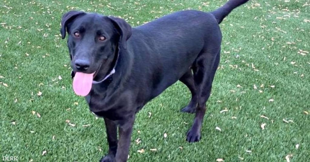 Young Black Lab Named Shaw Needs a Committed Human Who Has His Best Interests in Mind