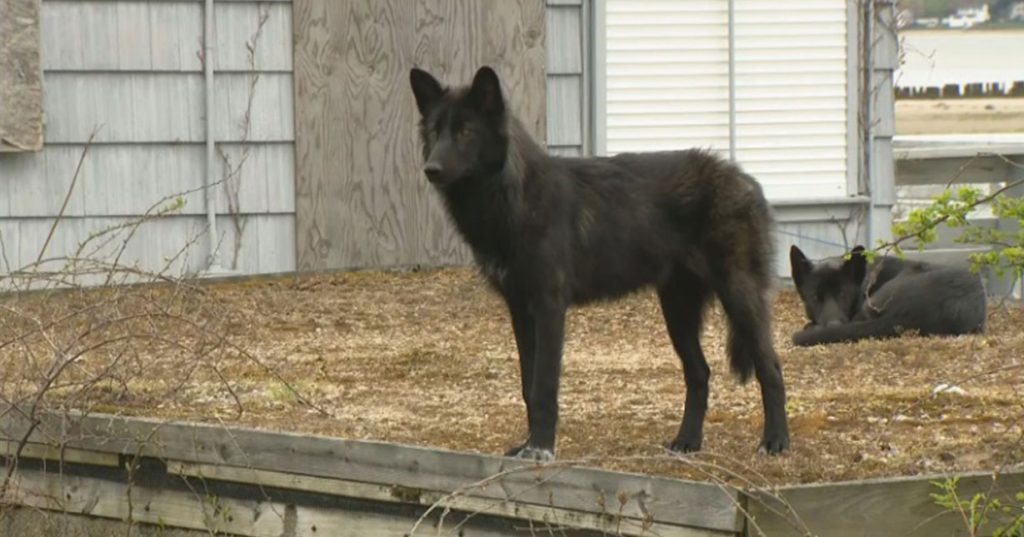 ‘Dark Colored Coyotes’ Roaming in Warwick Actually 2 Puppies Intentionally Set Free by Owners
