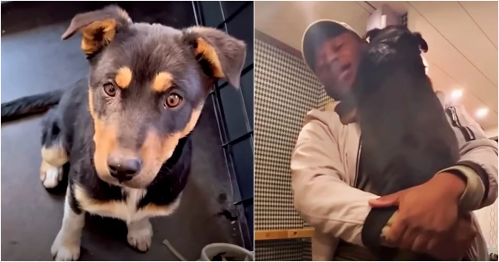 Abandoned Puppy Chooses Man Despite His Limitations, Inspires Unexpected Outcome