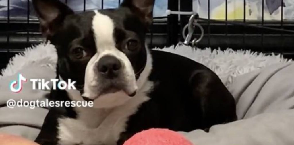 Boston Terrier Stood Up By Adopter Is Once Again Looking For Loving Home