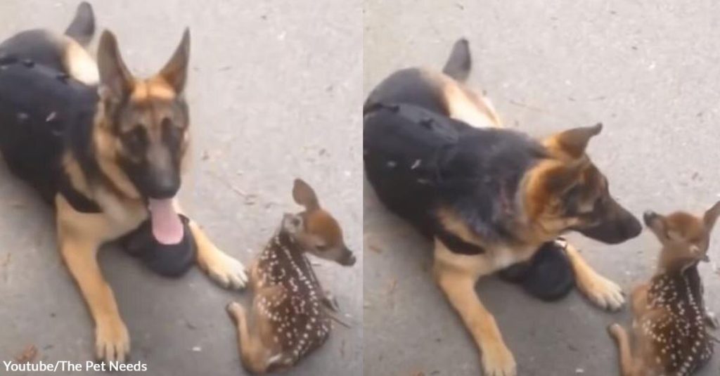 A Little Fawn Lost His Way Home and Found a Companion in a Loving German Shepherd