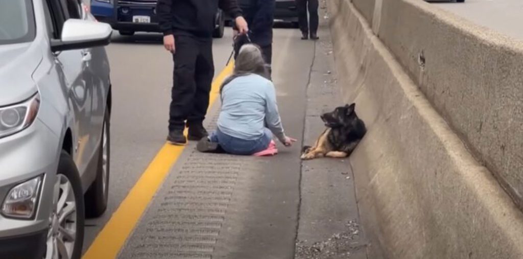 Brave Good Samaritan Rescues Injured German Shepherd on Busy I-94 Highway