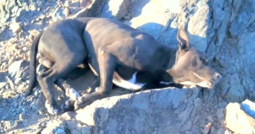 Hiker Found ‘Dying’ Dog With Bullet Wounds, Carried Him For An Hour To Find Help