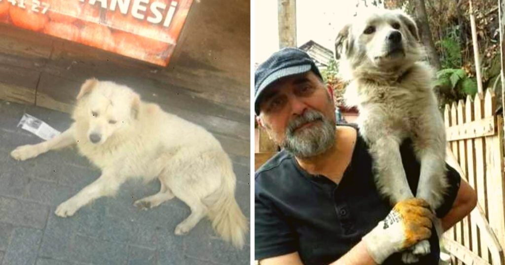 Family Devastated by Lost Dog Finds Him 60 Miles Away Living as a Stray