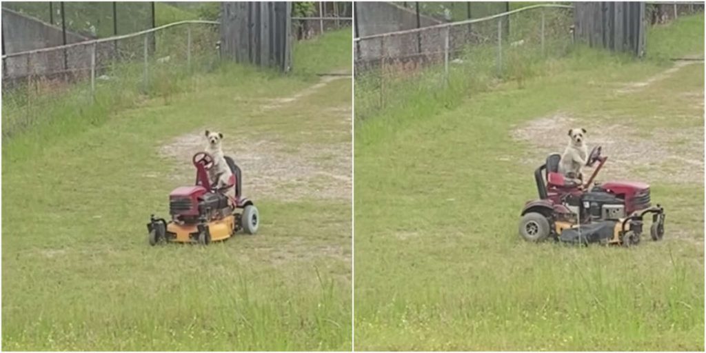 Guy Sees Someone Unexpected Mowing The Lawn And Immediately Does A Double Take