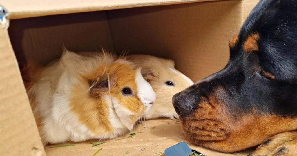 Misunderstood Rottweiler Finds Love and Companionship in Unlikely Guinea Pig Friends