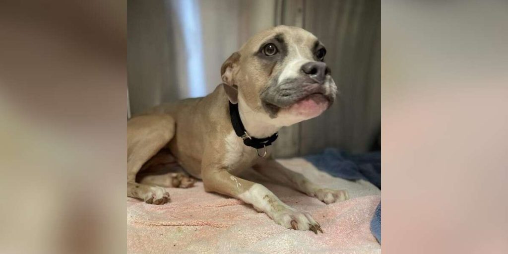 Scared Puppy Asks Kind Woman To Take Her Home After Surviving A Shelter Fire