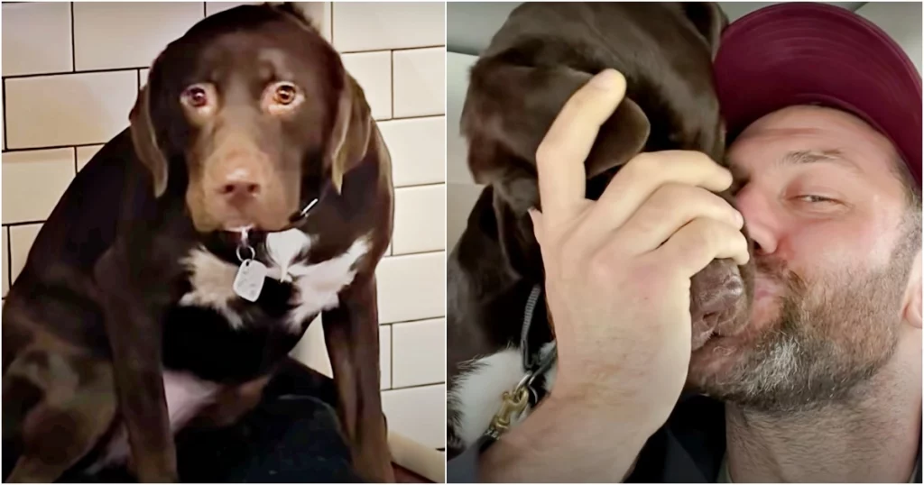 Shelter Dog That Didn’t Trust A Soul Showers Man With Grateful Kisses