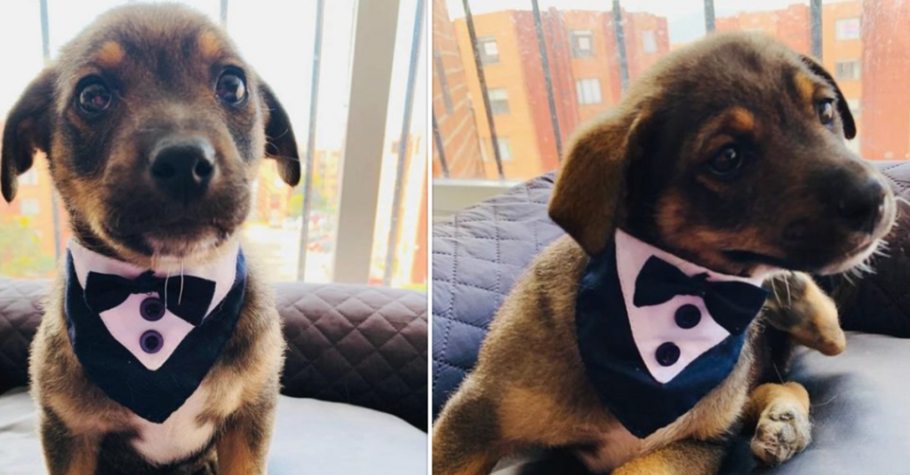 Puppy Dressed In Tuxedo Waits For Adoptive Owners Who Cancel Last Minute