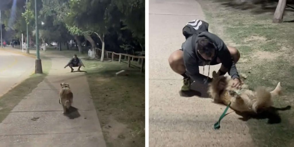 Woman Bumps Into Her Ex In The Park — And Realizes Her Dog’s Not Over Him