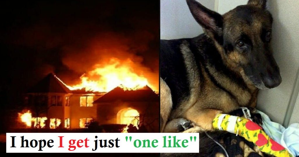The Heroic Deeds of Retired K9 Maxx: Saving a Family From a Raging House Fire