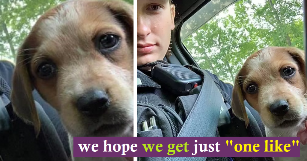 Officer Adopts Abandoned Injured Puppy She Saved, Giving the Pup a Second Chance at Life