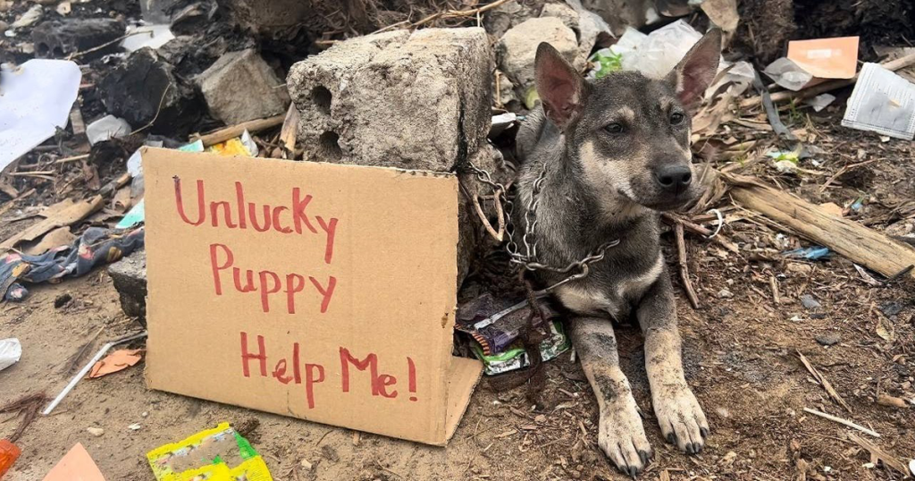 “Help Me!” Pleads Abandoned Puppy Tied to a Rock and Left Alone