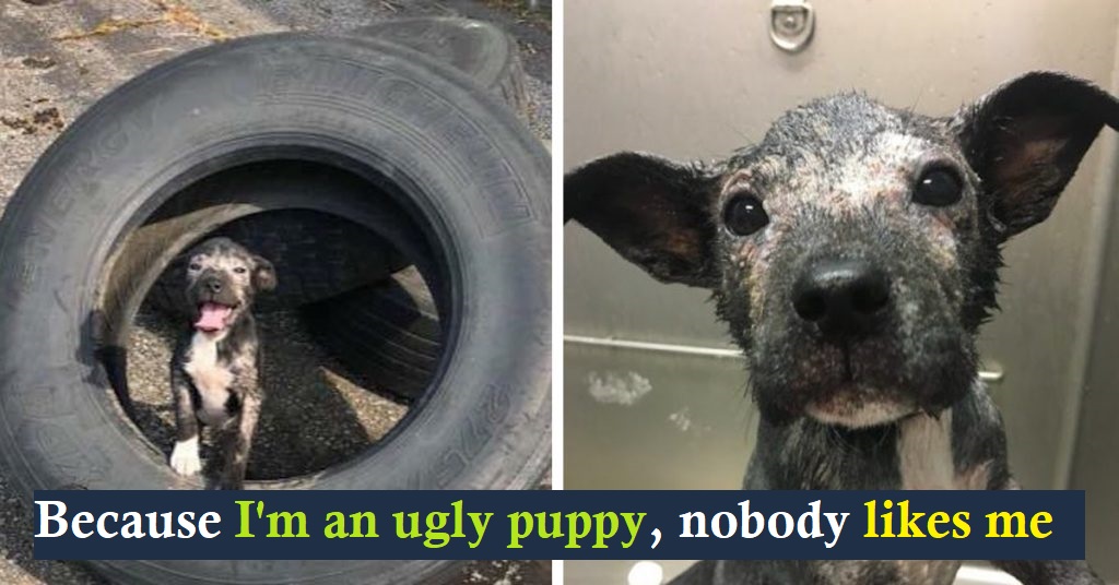 Rescuers Brightened by the Smile of a Puppy Found Living Inside a Tire