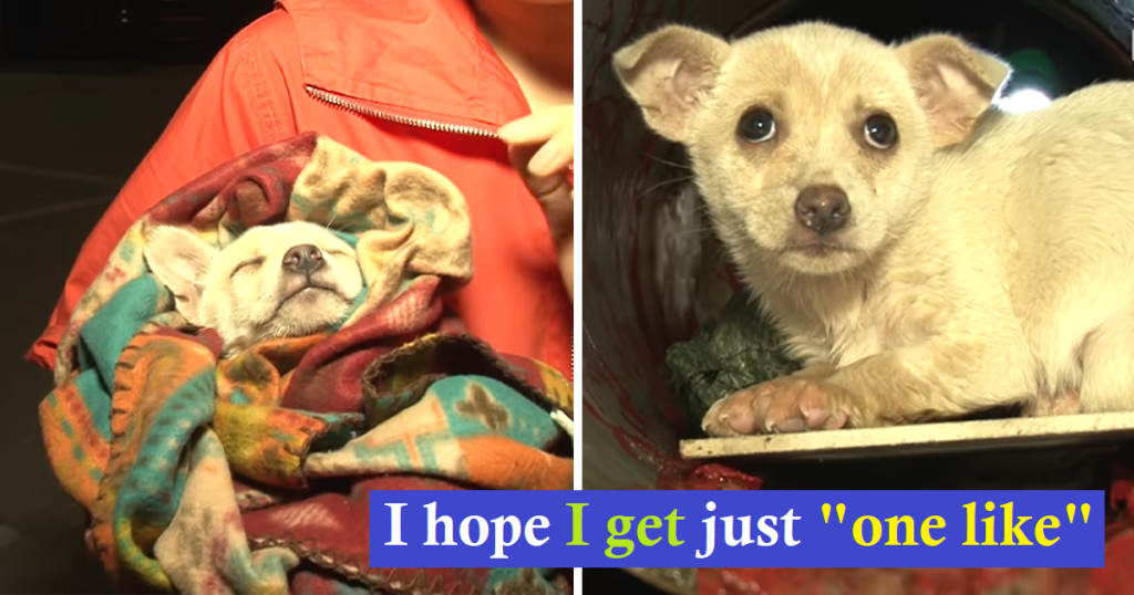 A Glimpse of Hope: Rescuers Save A Poor Puppy Trapped in a Deep Drain